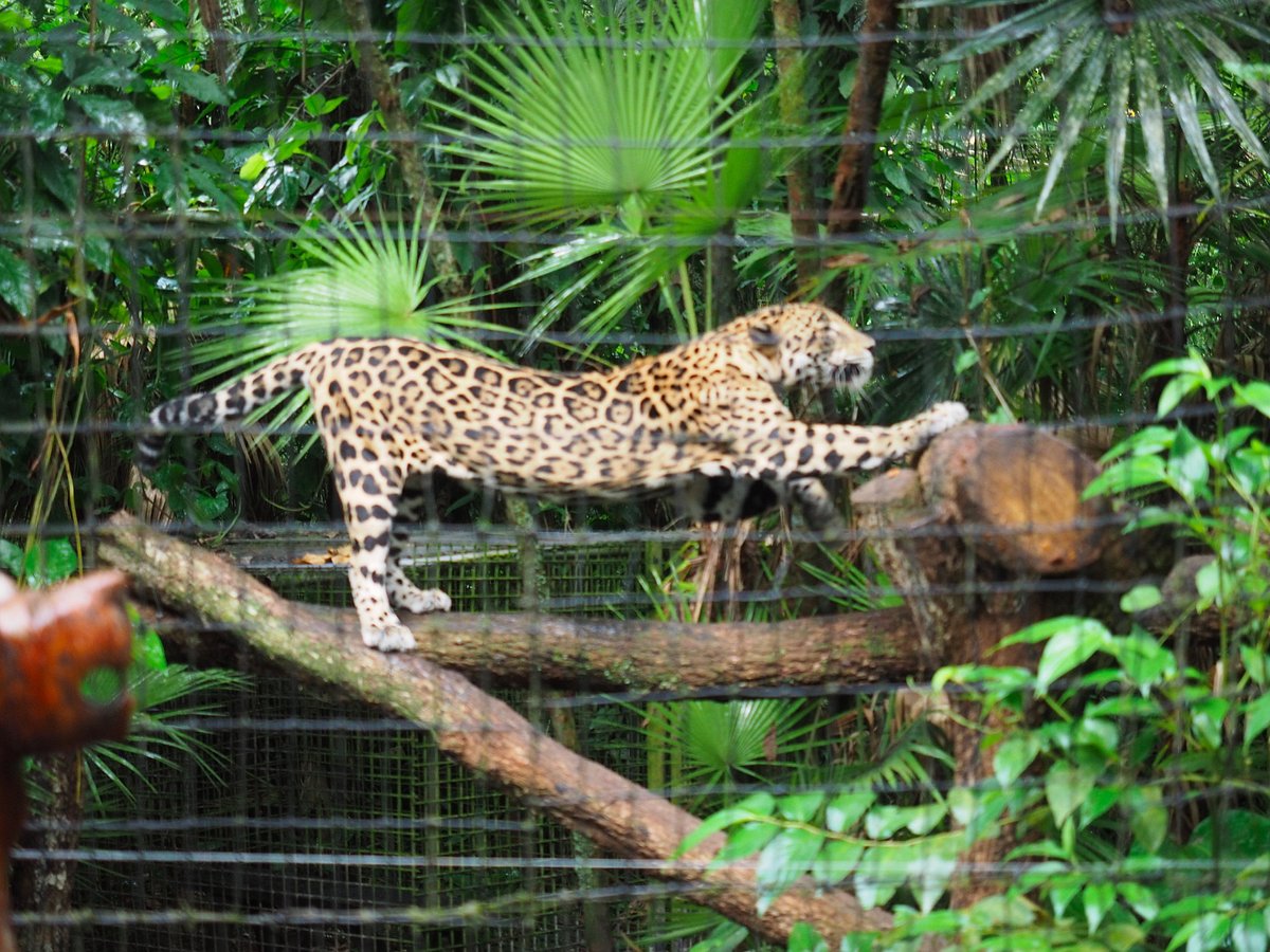 Belize Zoo